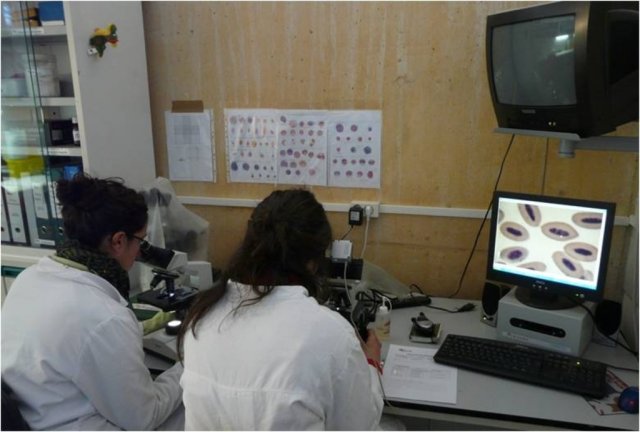 Voluntarias haciendo una hematología en laboratorio